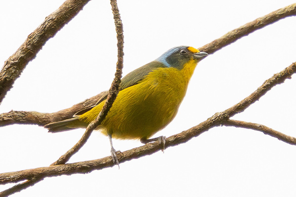 Lesser Antillean Euphonia - ML639228990