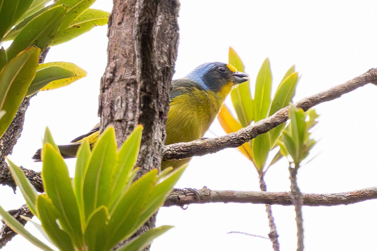 Lesser Antillean Euphonia - ML639228991