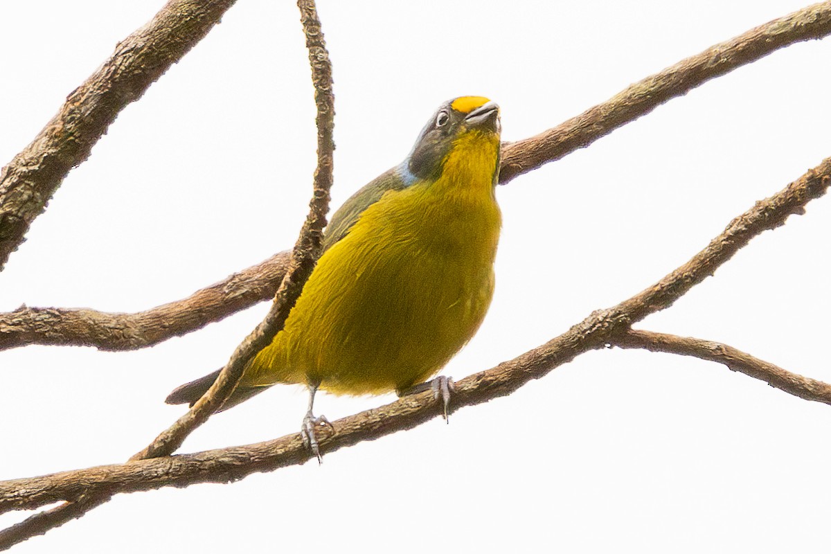Lesser Antillean Euphonia - ML639228992