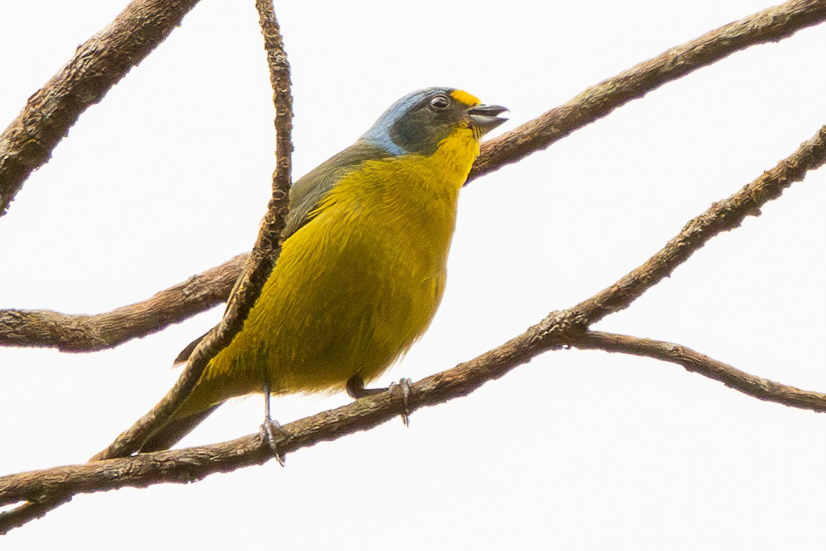 Lesser Antillean Euphonia - ML639228993
