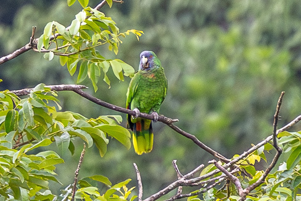 Red-necked Amazon - ML639229009