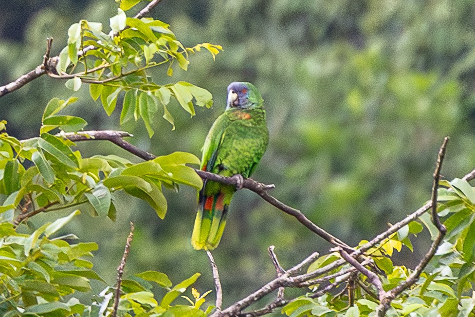 Red-necked Amazon - ML639229010