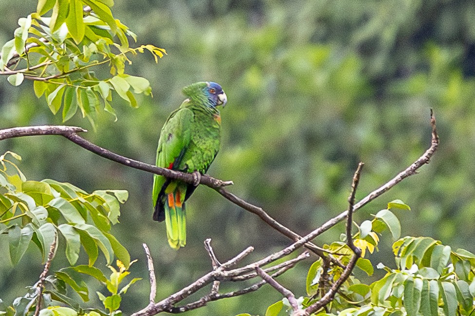 Red-necked Amazon - ML639229011
