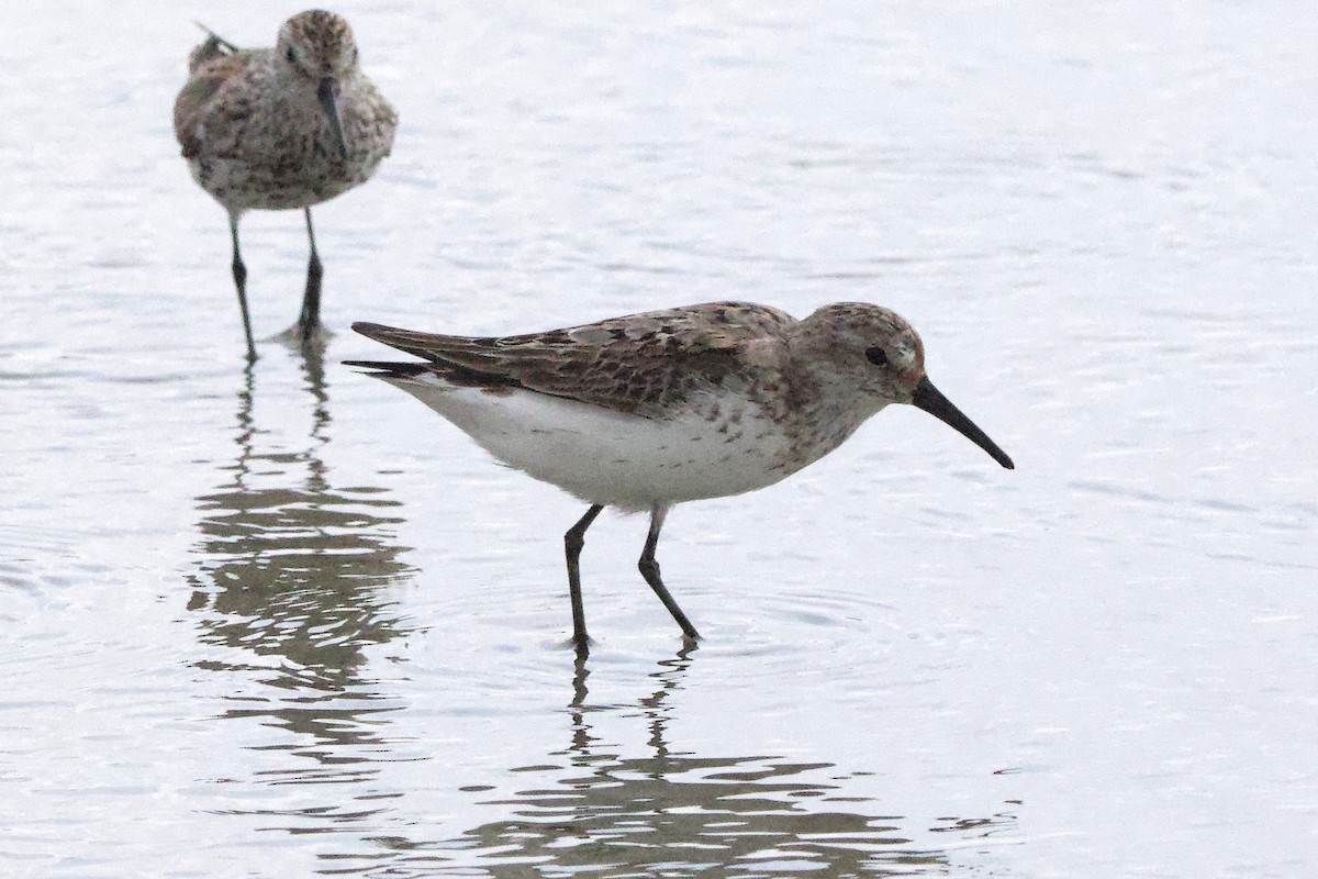 Western Sandpiper - ML639229145