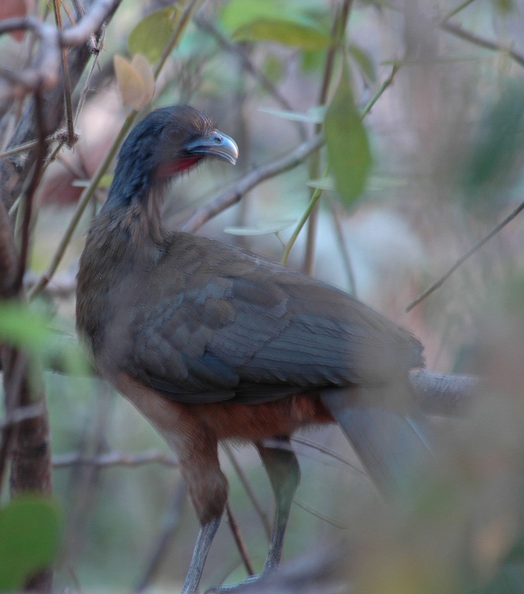 Rufous-vented Chachalaca - ML639229181
