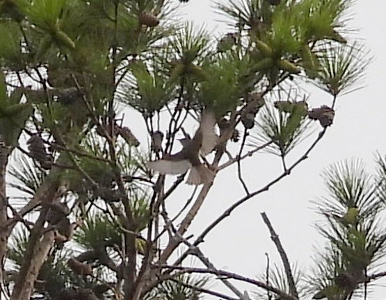 Eastern Wood-Pewee - ML639229303