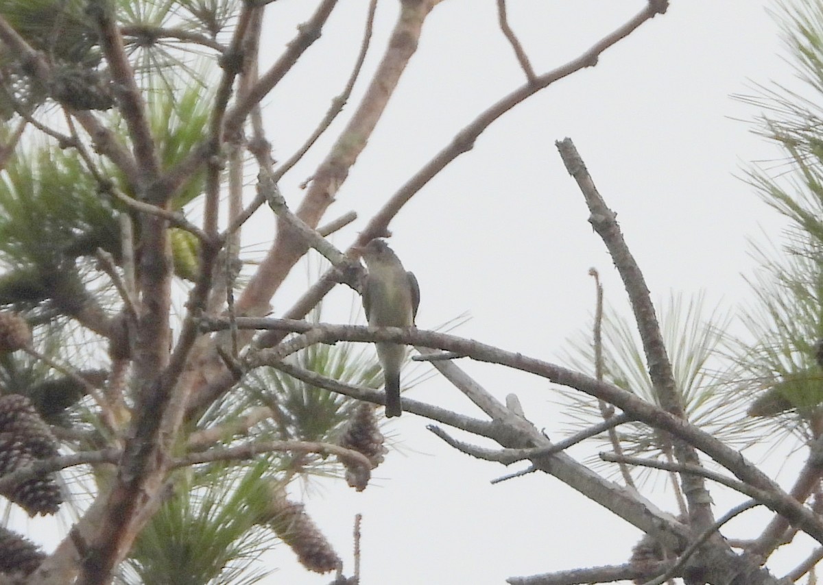 Eastern Wood-Pewee - ML639229355