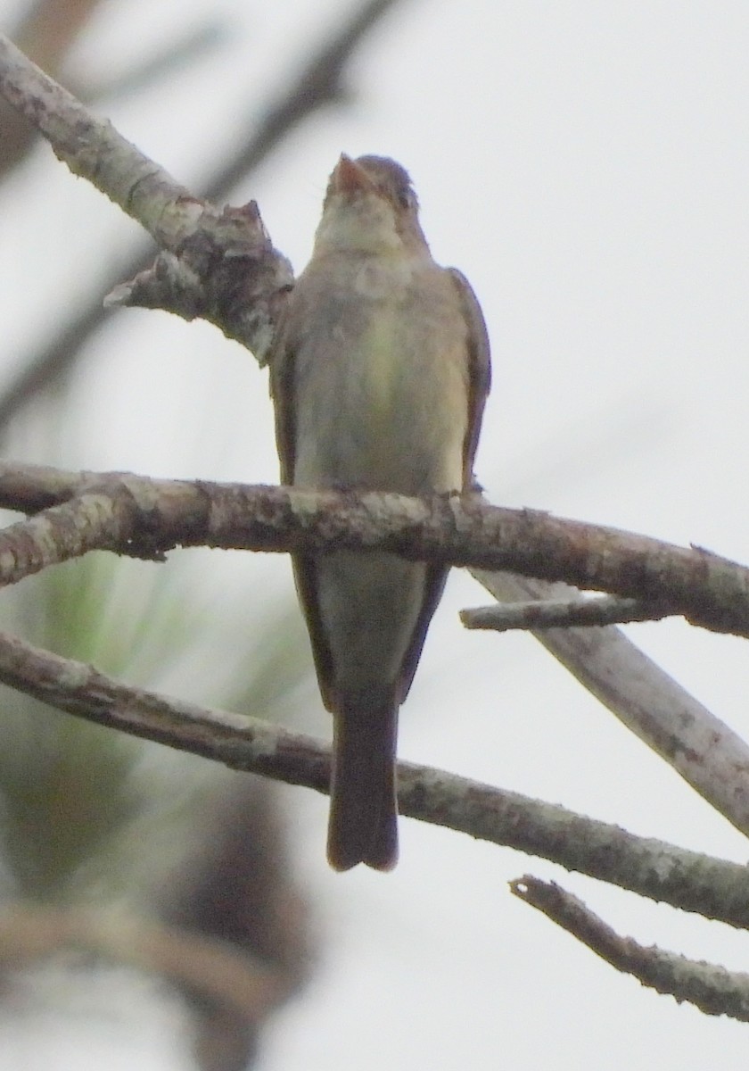 Eastern Wood-Pewee - ML639229356
