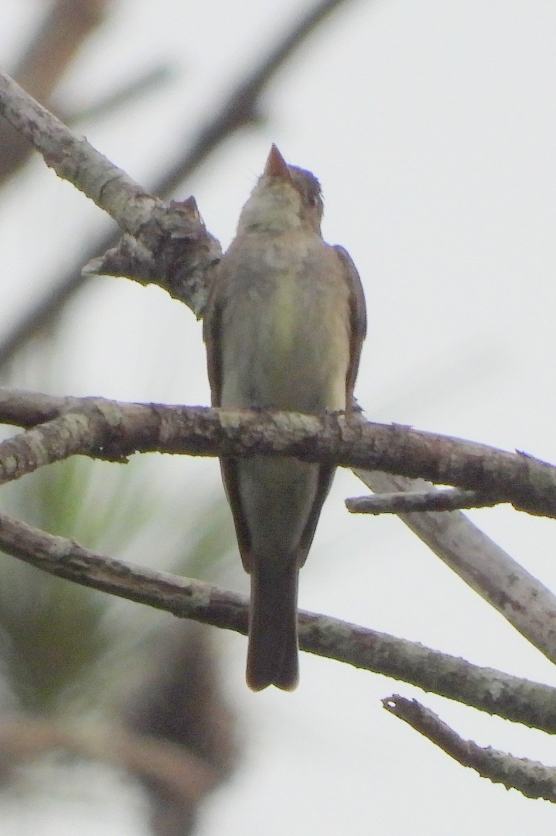 Eastern Wood-Pewee - ML639229357