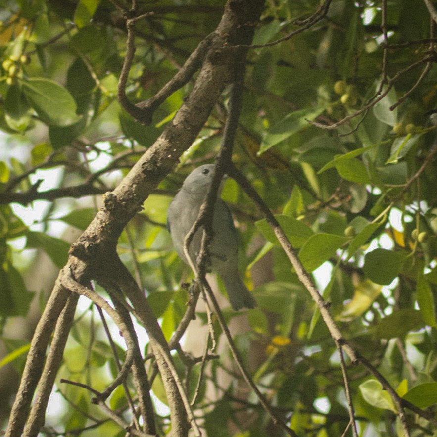 Blue-gray Tanager - ML639229395