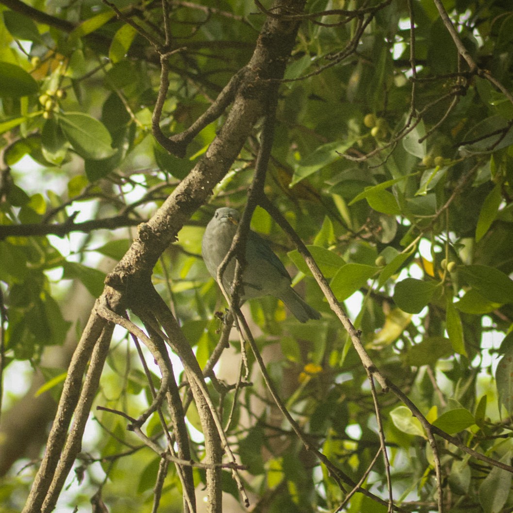 Blue-gray Tanager - ML639229396