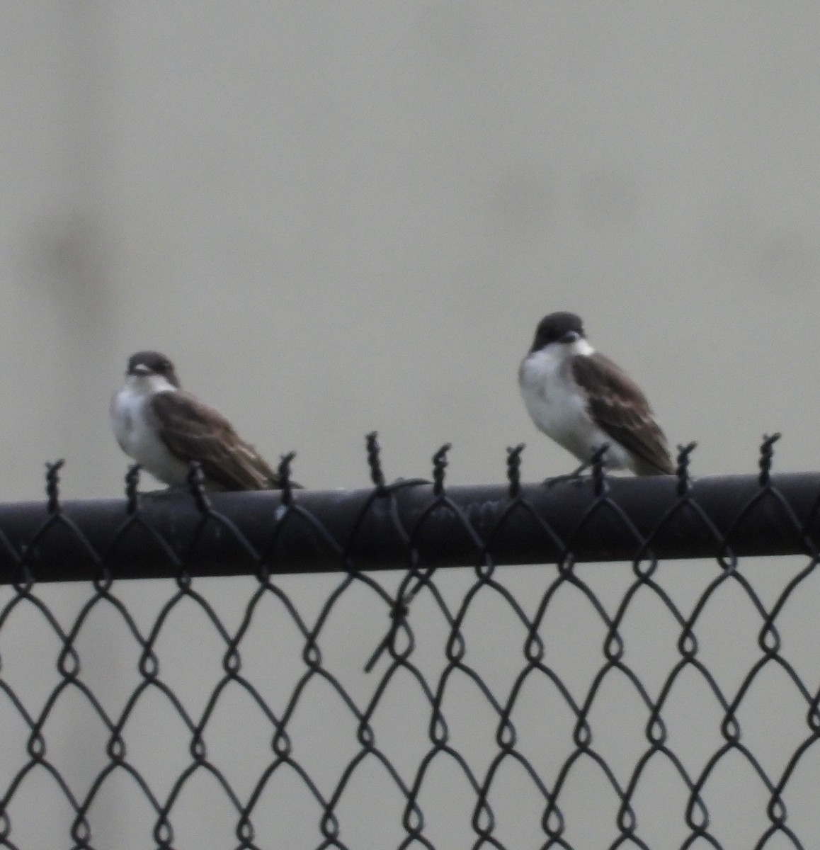 Eastern Kingbird - ML639229450