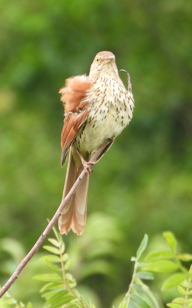 Brown Thrasher - ML639229473