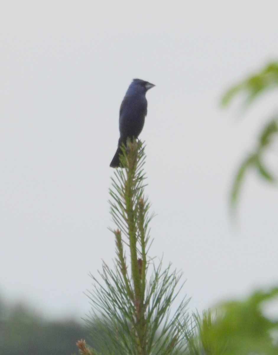 Blue Grosbeak - ML639229515