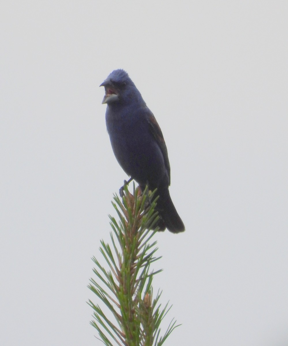 Blue Grosbeak - ML639229516