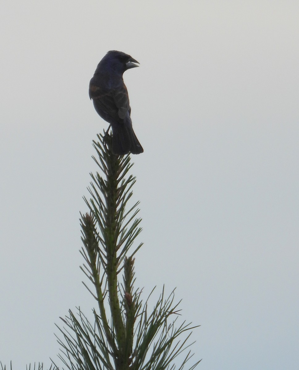 Blue Grosbeak - ML639229517