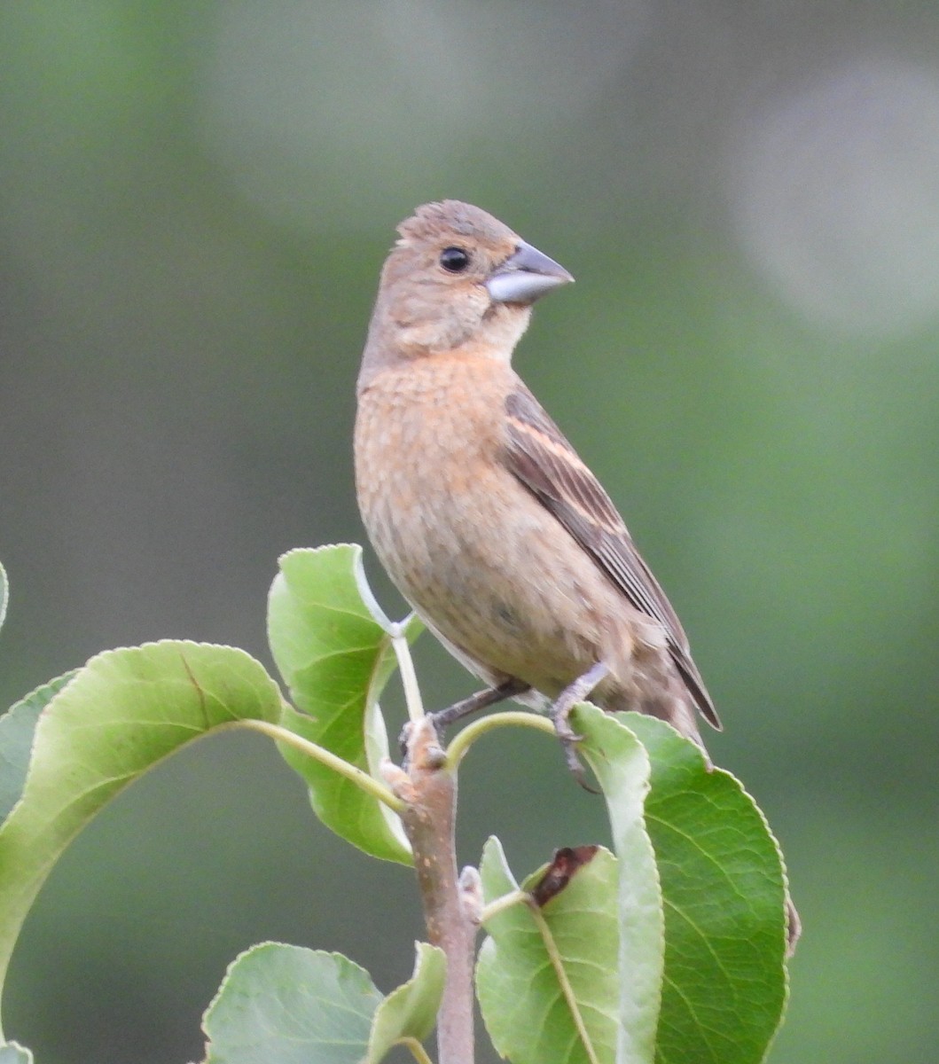 Blue Grosbeak - ML639229519