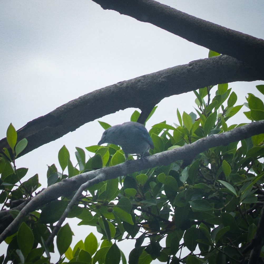 Blue-gray Tanager - ML639229552