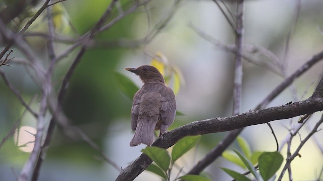 Clay-colored Thrush - ML639229613