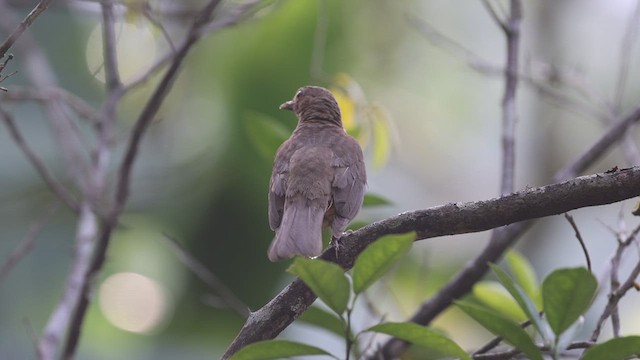 Clay-colored Thrush - ML639229619
