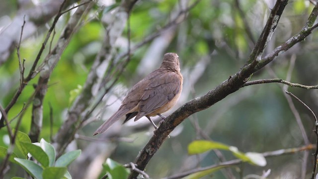 Clay-colored Thrush - ML639229635