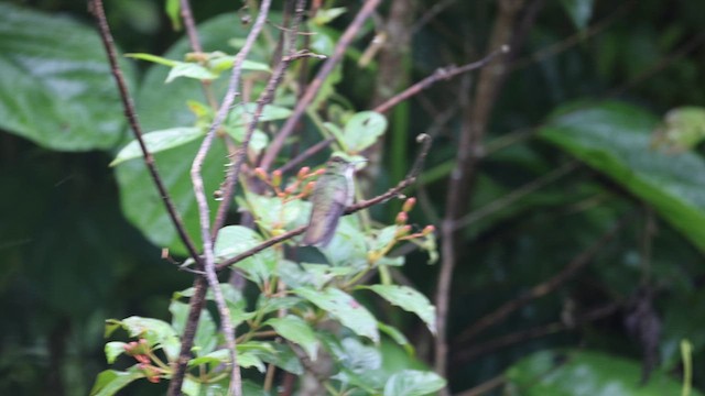 Bronzekopfamazilie - ML639229724