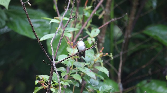 Bronzekopfamazilie - ML639229743