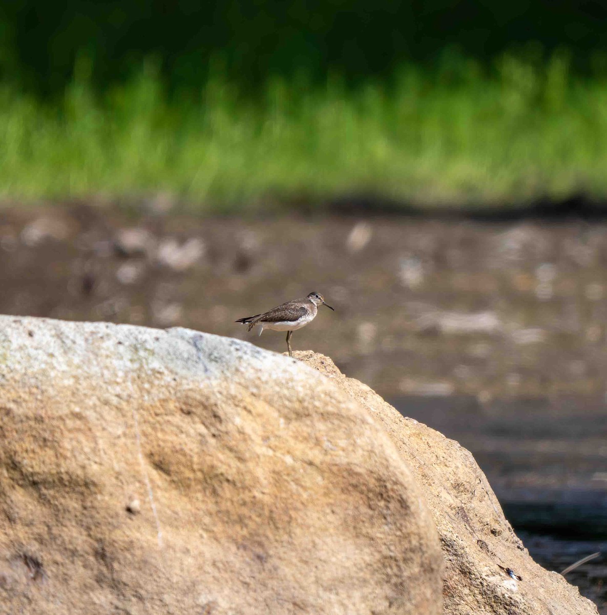 Solitary Sandpiper - ML639229744