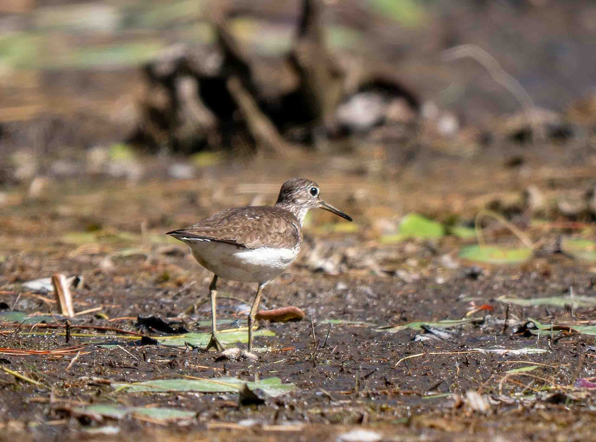 Solitary Sandpiper - ML639229745