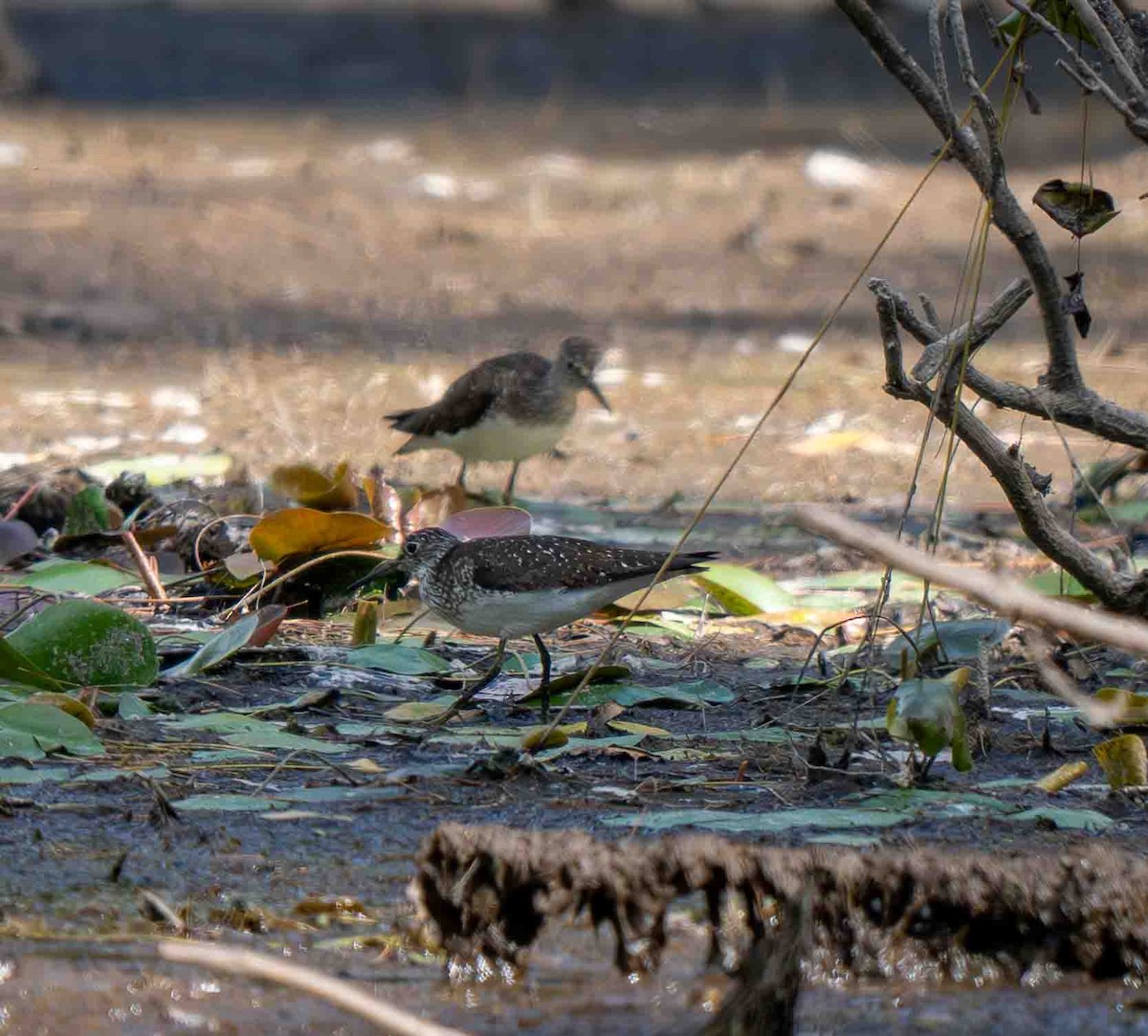 Solitary Sandpiper - ML639229746