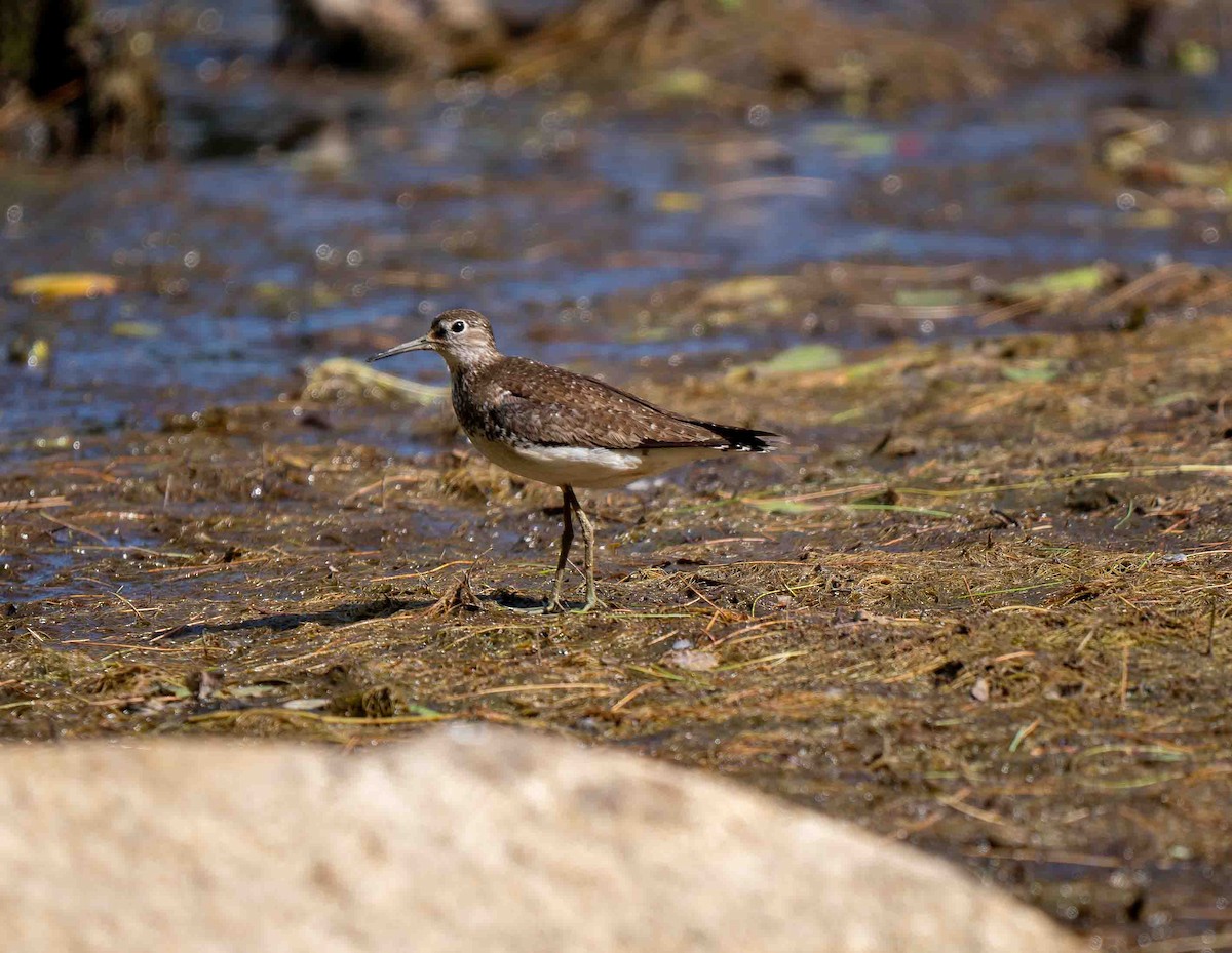 Solitary Sandpiper - ML639229747