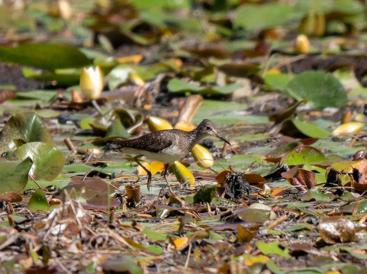 Solitary Sandpiper - ML639229748