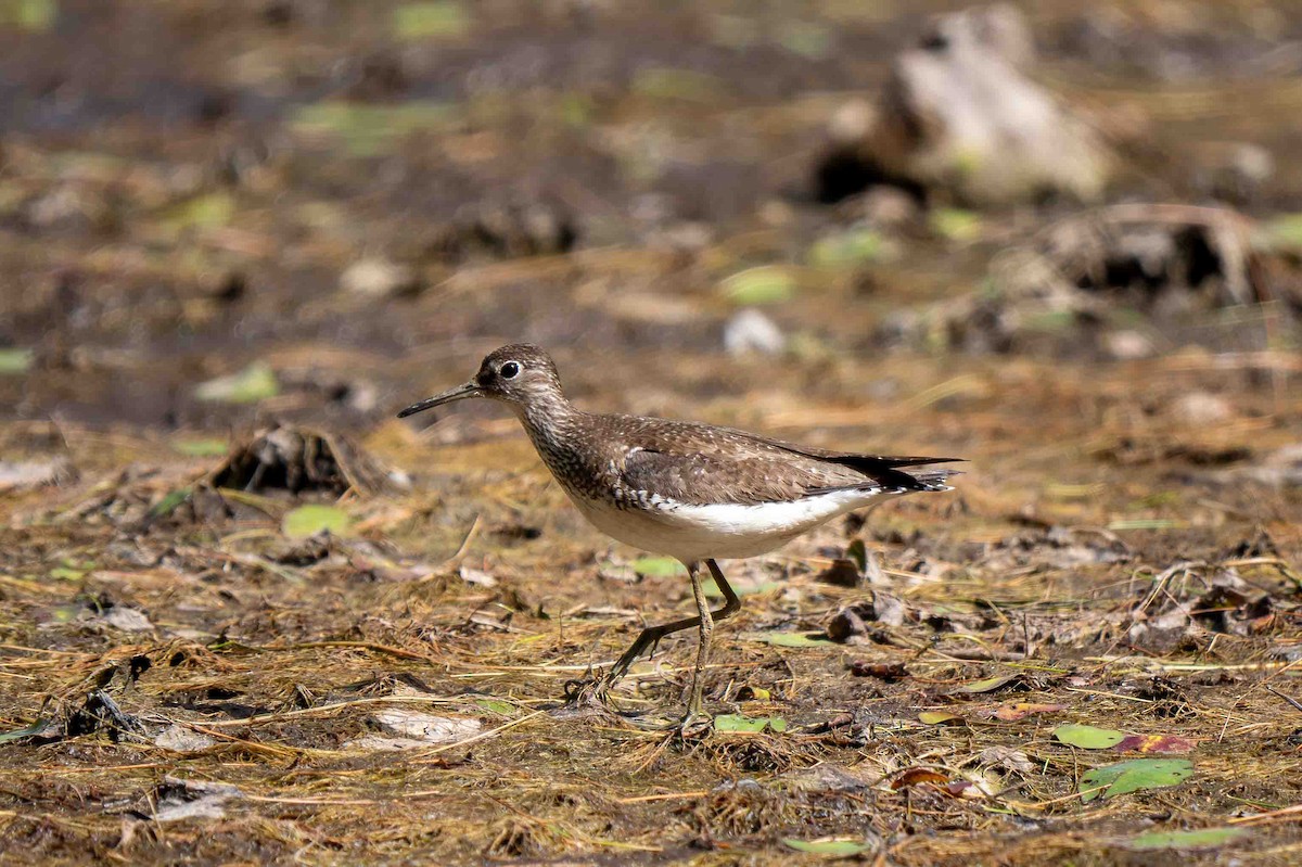 Solitary Sandpiper - ML639229749