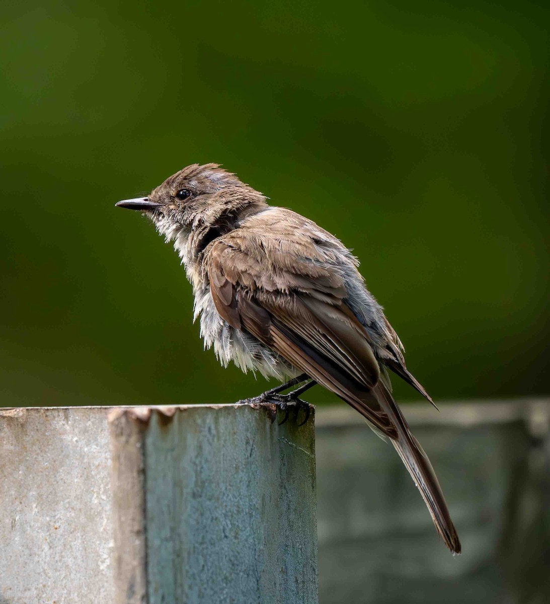 Eastern Phoebe - ML639229770