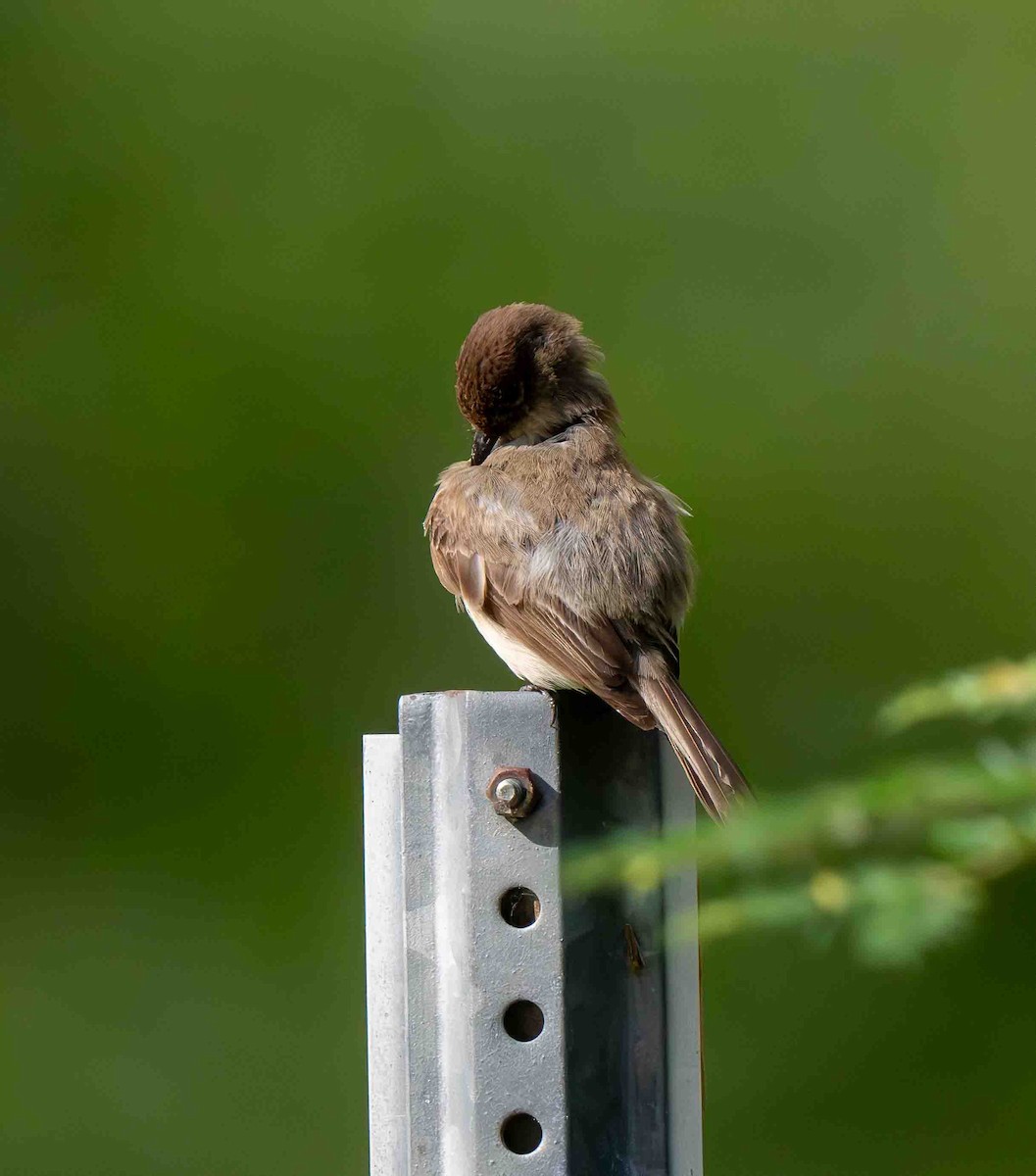 Eastern Phoebe - ML639229771
