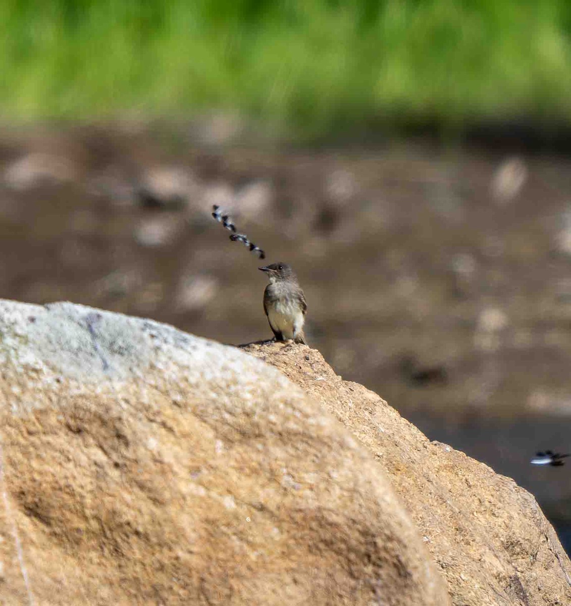 Eastern Phoebe - ML639229772