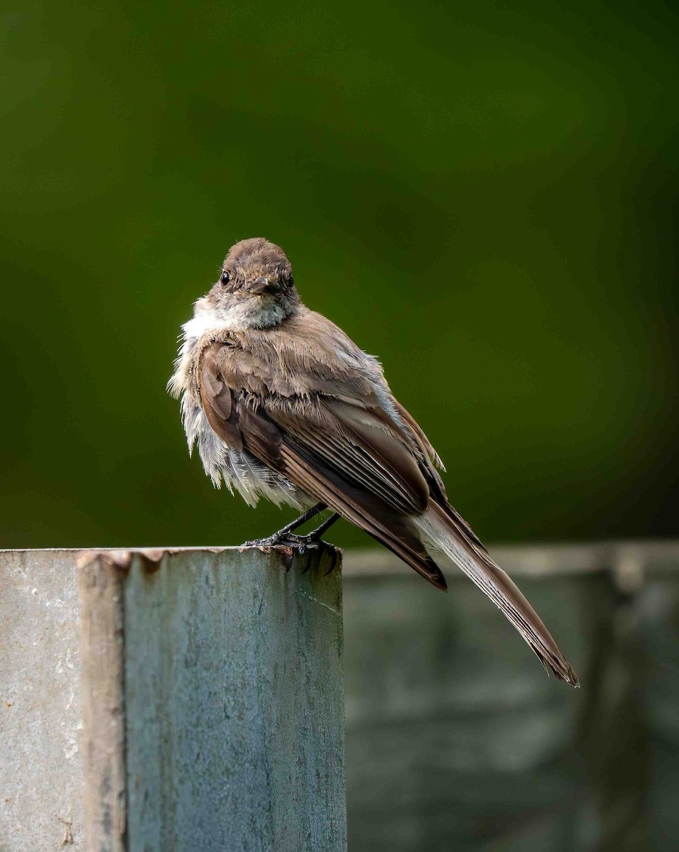 Eastern Phoebe - ML639229773