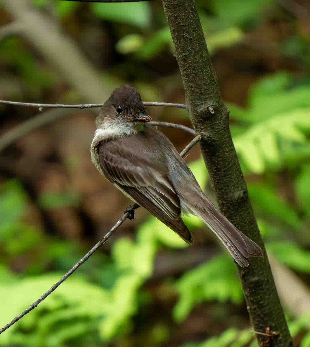 Eastern Phoebe - ML639229774