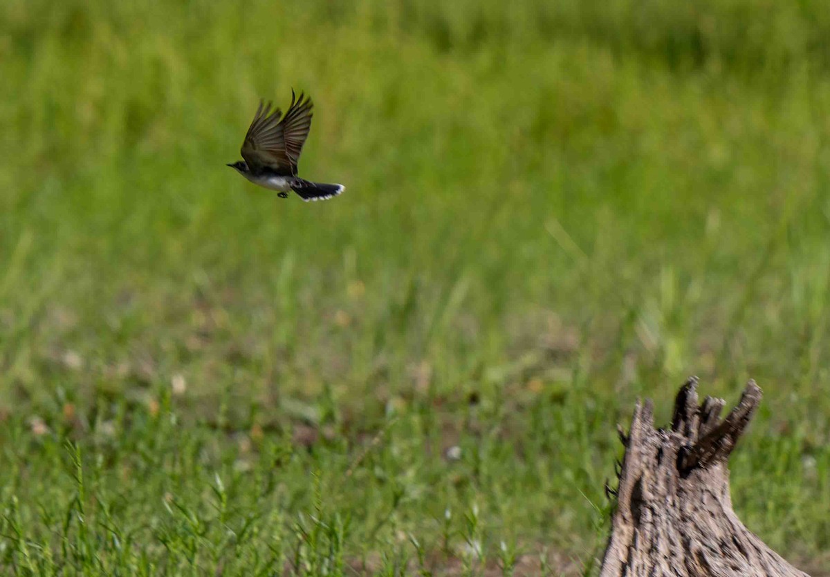 Eastern Kingbird - ML639229785