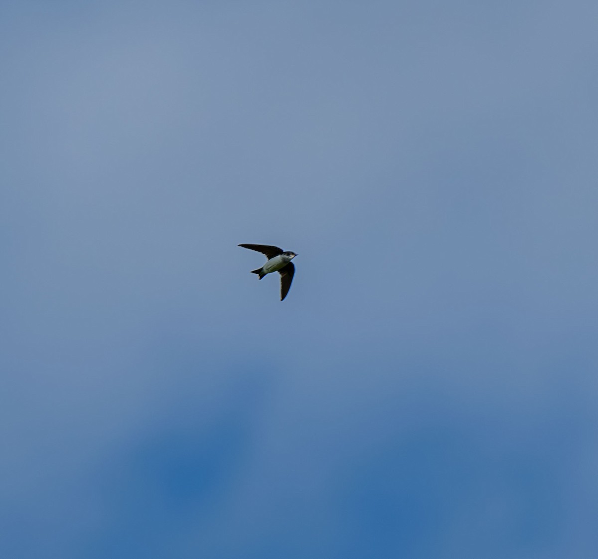 Tree Swallow - ML639229794