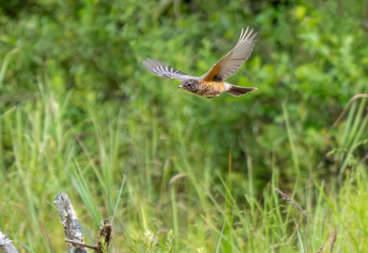 American Robin - ML639229806