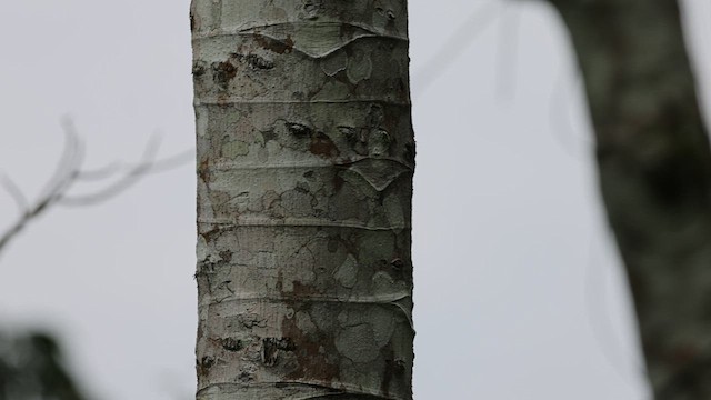 Kastanienspecht - ML639229844