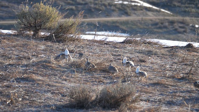 Sharp-tailed Grouse - ML639229877