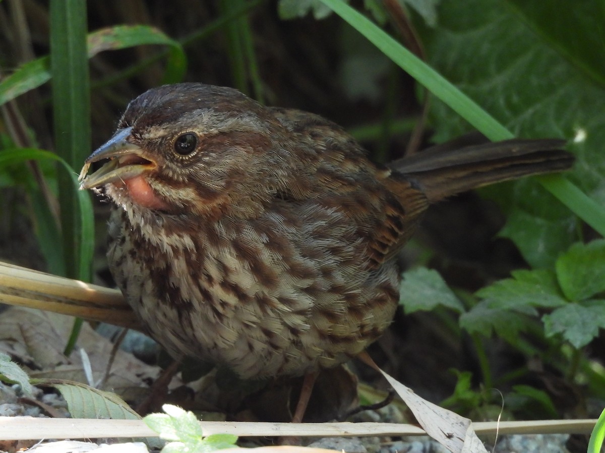 Chingolo Cantor - ML639229930
