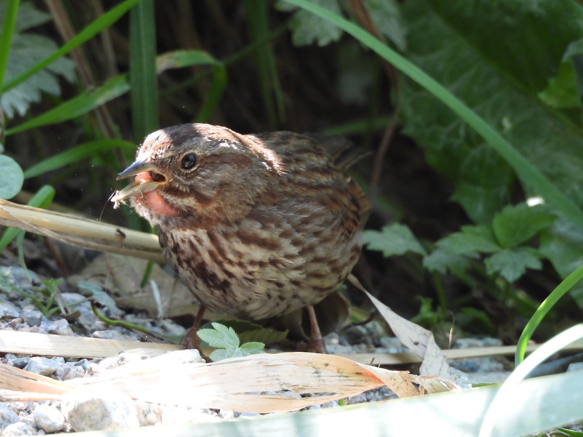 Chingolo Cantor - ML639229932