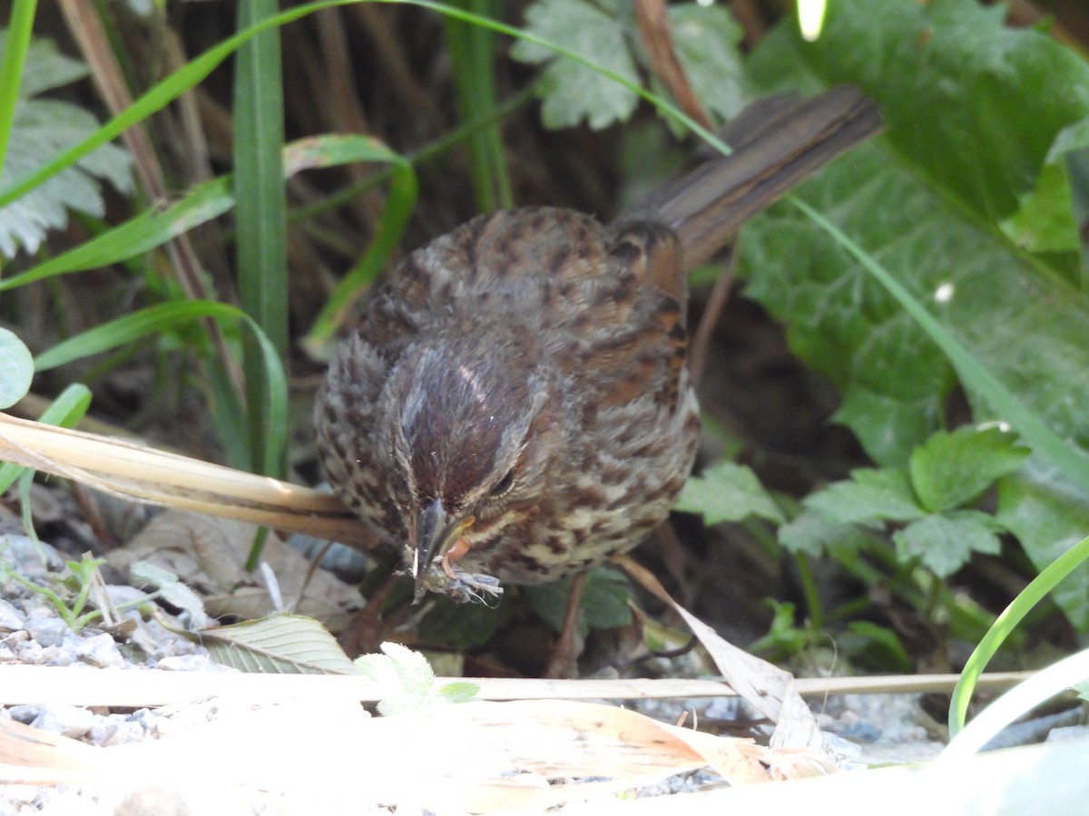 Chingolo Cantor - ML639229933