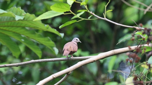 Rosttäubchen - ML639229945