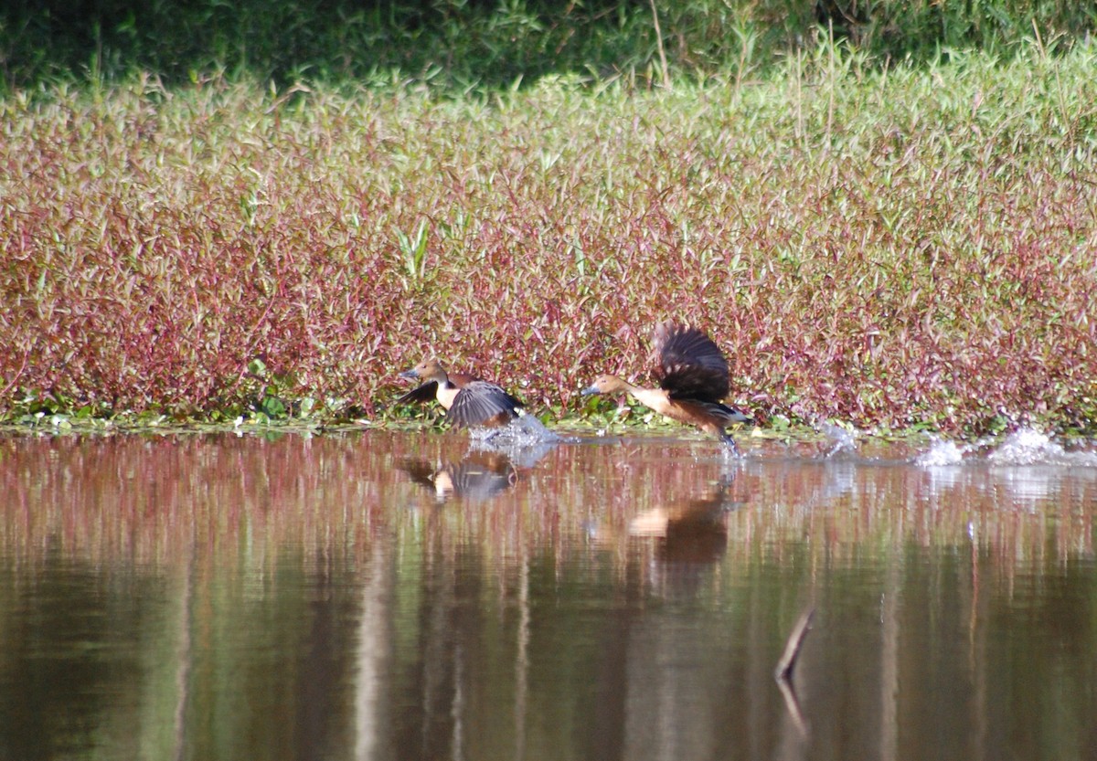Fulvous Whistling-Duck - ML639229995