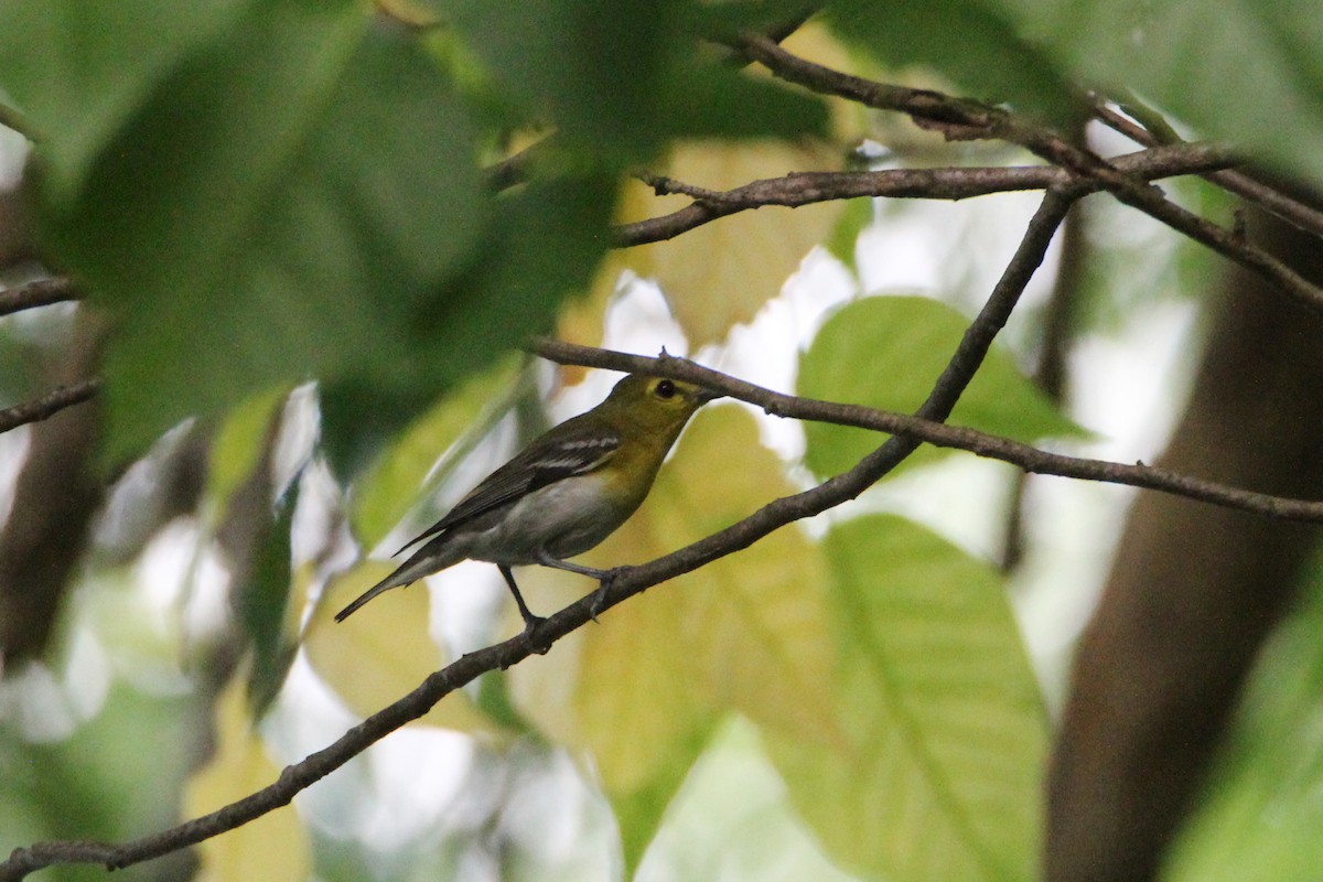 Yellow-throated Vireo - ML639230028