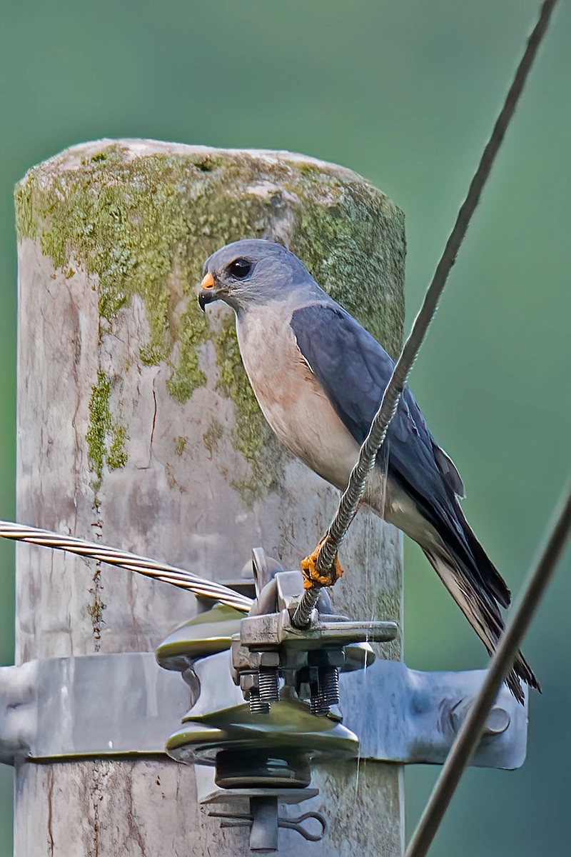 Chinese Sparrowhawk - ML639230092